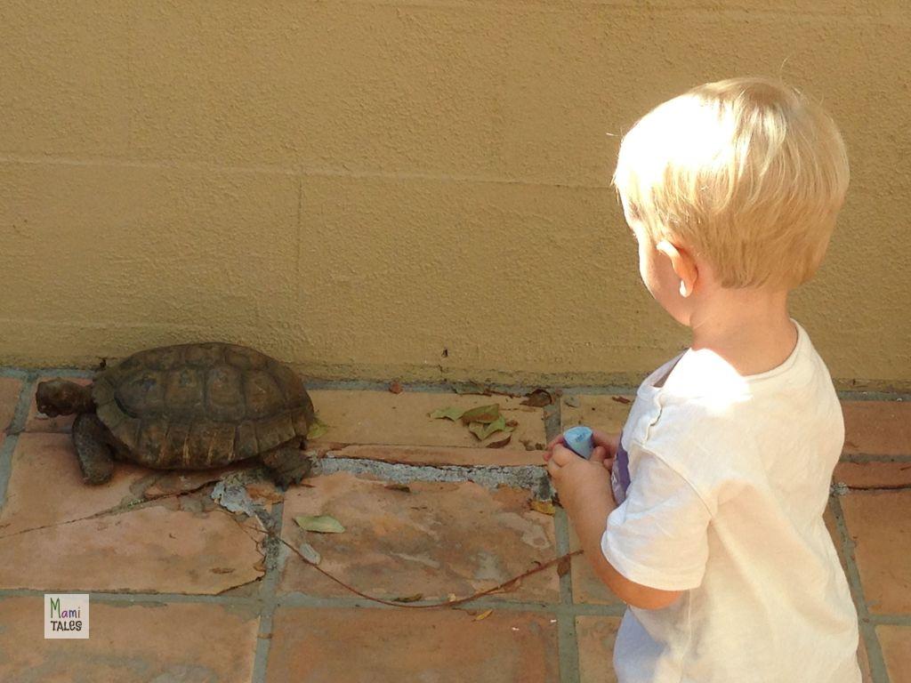 Baby and Tortoise