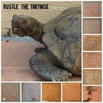 Our new pet tortoise, Rustle