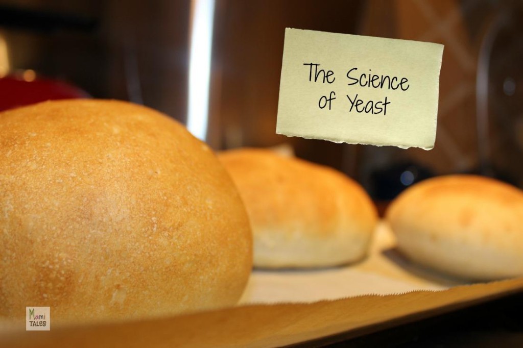 Science-of-Yeast-Experiment